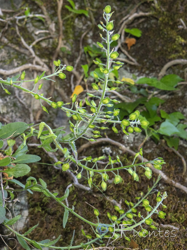 Lepidium villarsii anticarium.05