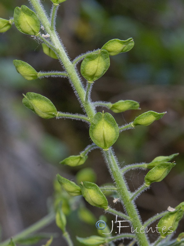 Lepidium villarsii anticarium.06