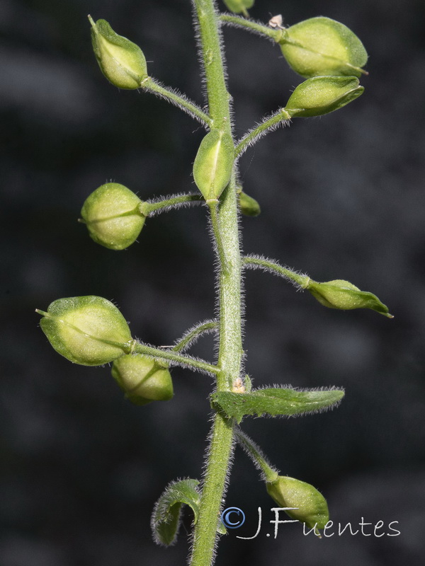 Lepidium villarsii anticarium.08