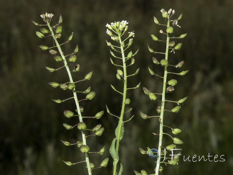 Lepidium villarsii villarsii.16