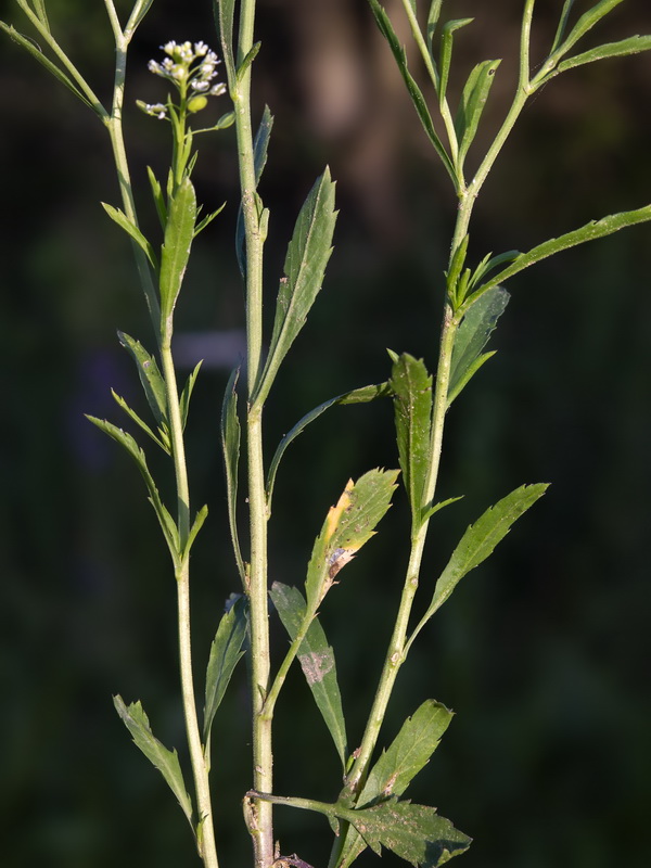 Lepidium virginicum.02