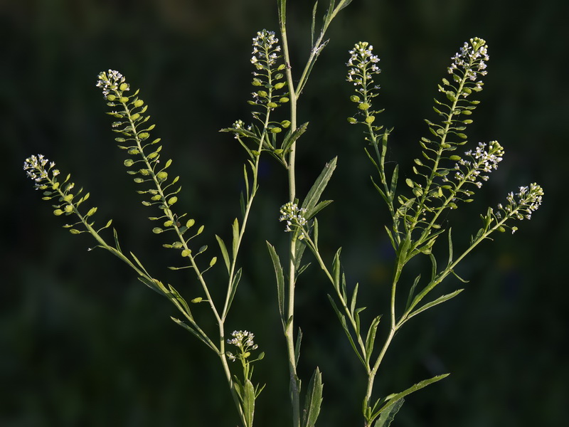 Lepidium virginicum.03