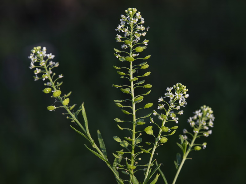 Lepidium virginicum.04
