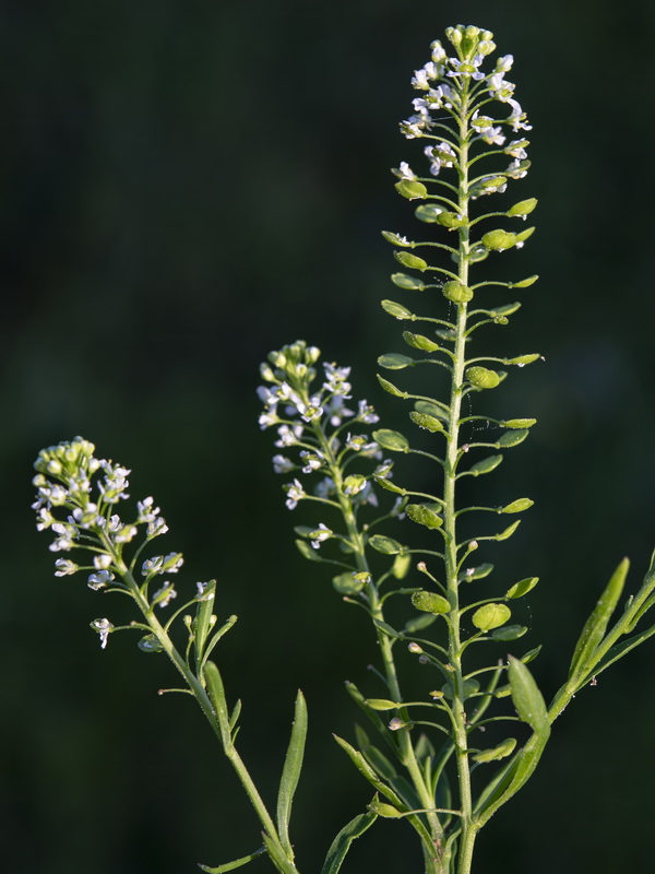 Lepidium virginicum.05