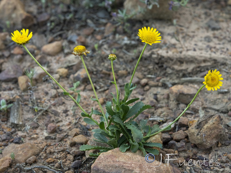 Lepidophorum repandum.02