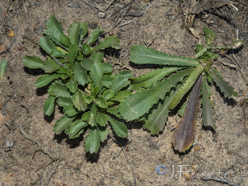 Lepidophorum repandum.05