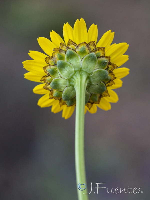Lepidophorum repandum.09