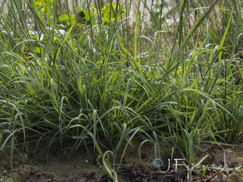 Leptochloa fusca fascicularis.02