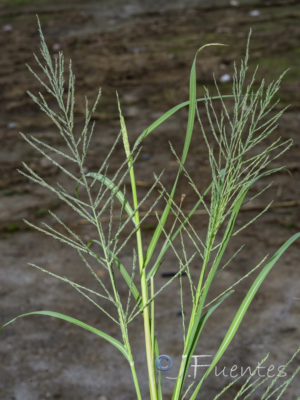 Leptochloa fusca uninervia.03