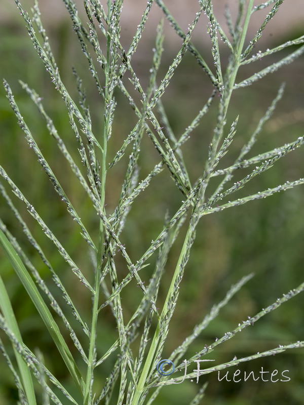 Leptochloa fusca uninervia.04