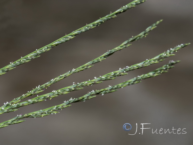 Leptochloa fusca uninervia.05