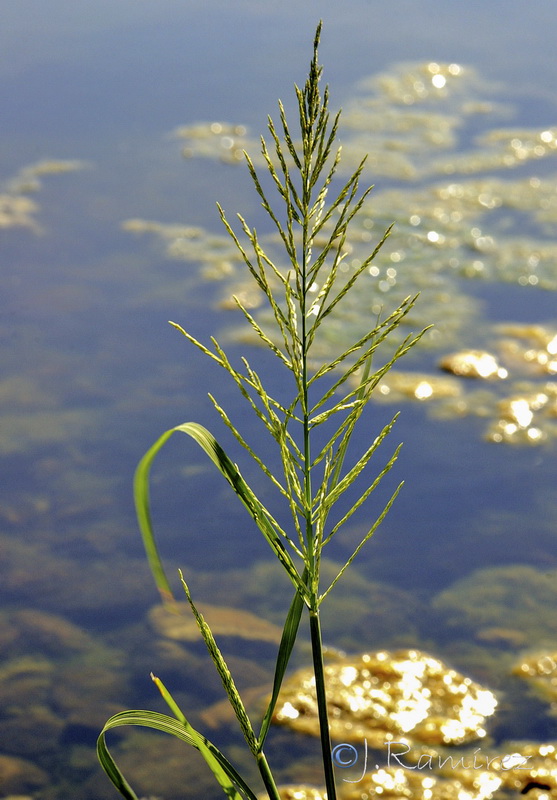 Leptochloa fusca uninervia.10