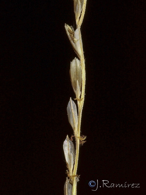 Leptochloa fusca uninervia.11