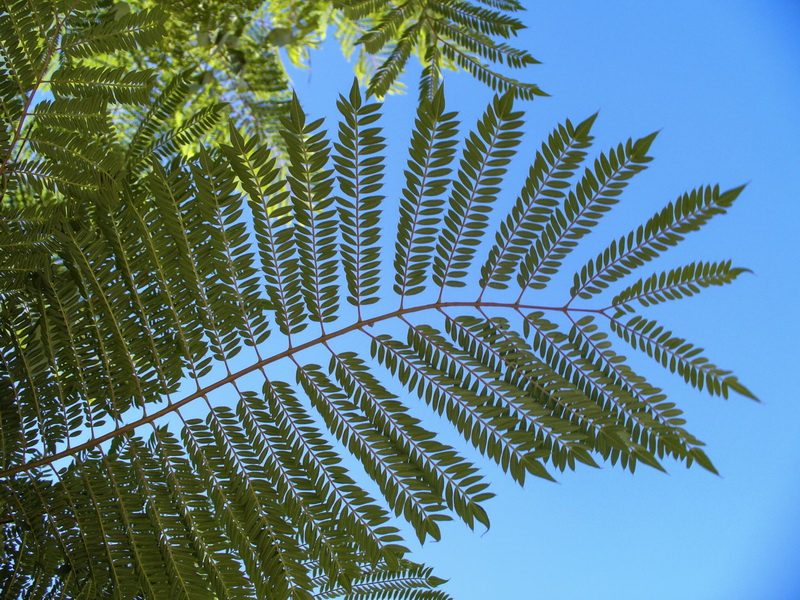 Leucaena leucocephala.03