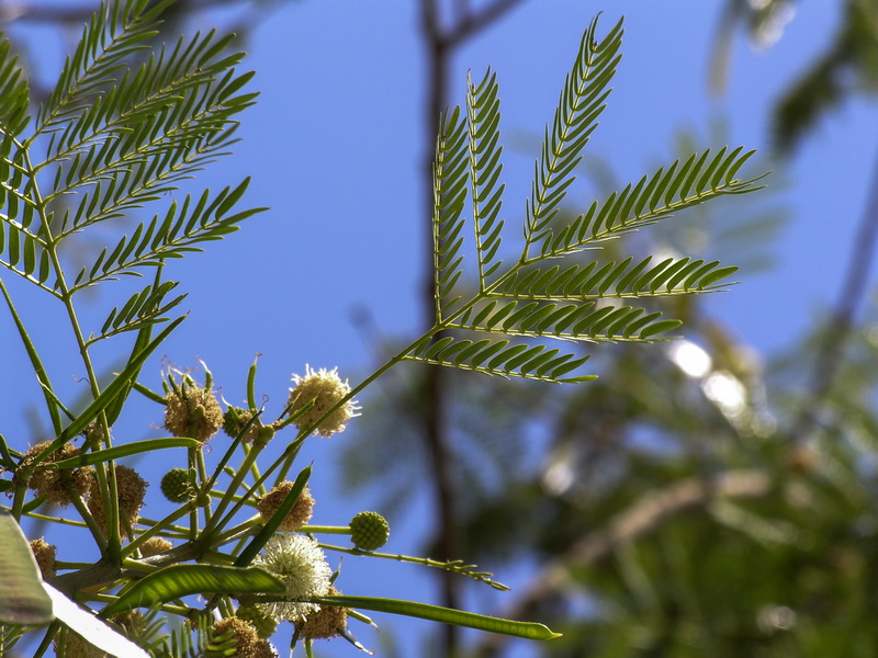 Leucaena leucocephala.04