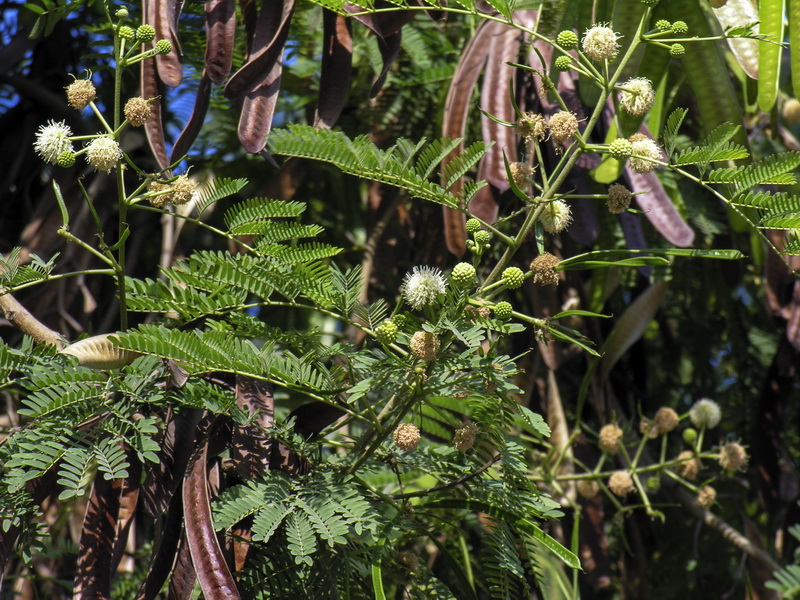 Leucaena leucocephala.05