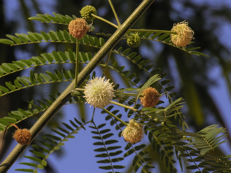 Leucaena leucocephala.06