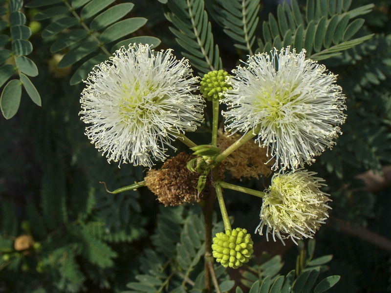 Leucaena leucocephala.07