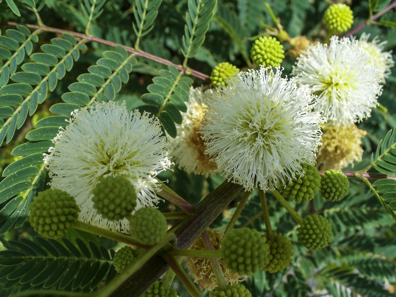 Leucaena leucocephala.08