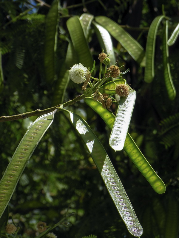 Leucaena leucocephala.09