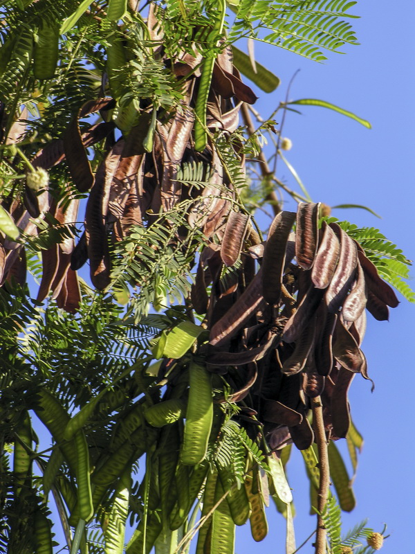 Leucaena leucocephala.12