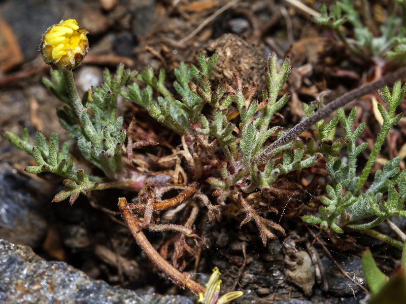 Leucanthemopsis pallida pallida.02