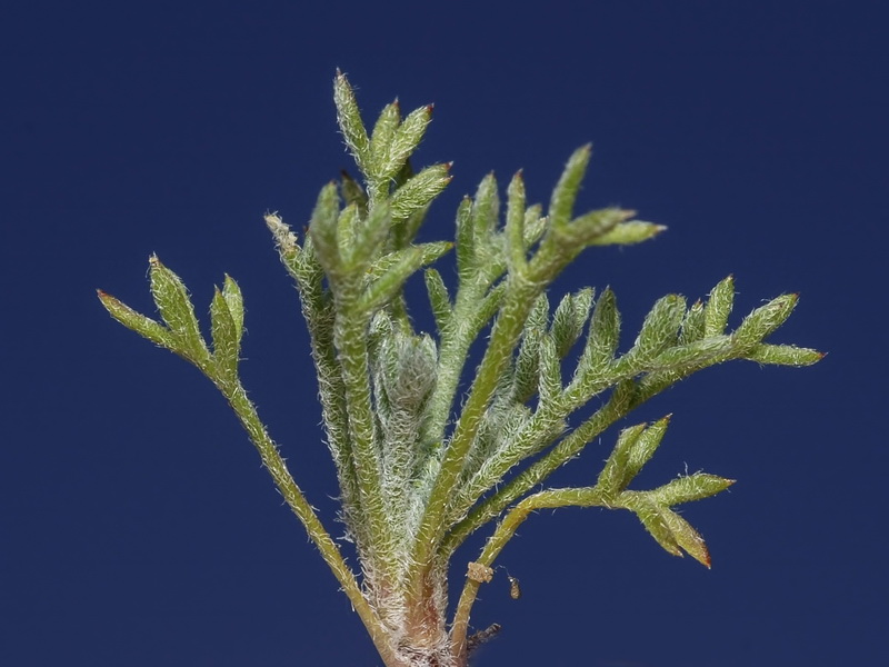 Leucanthemopsis pallida pallida.04