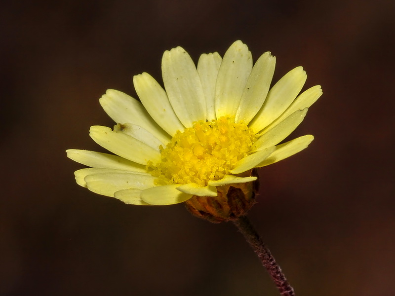 Leucanthemopsis pallida pallida.06