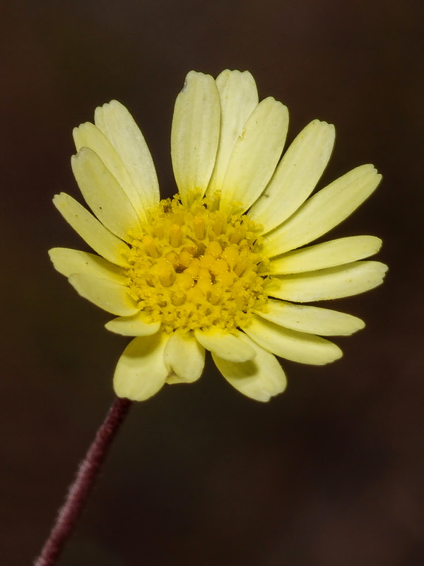 Leucanthemopsis pallida pallida.07