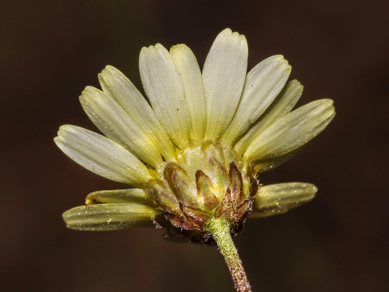 Leucanthemopsis pallida pallida.08