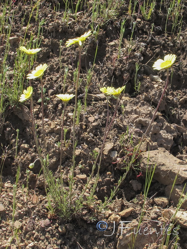 Leucanthemopsis pallida pallida.11