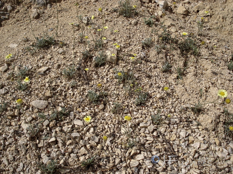 Leucanthemopsis pallida spathulifolia.01