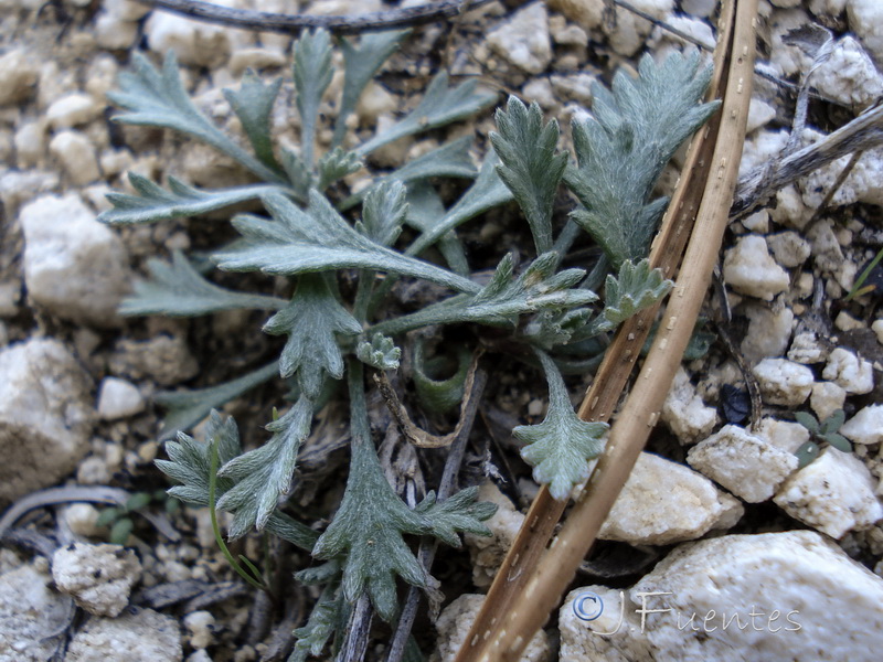 Leucanthemopsis pallida spathulifolia.04