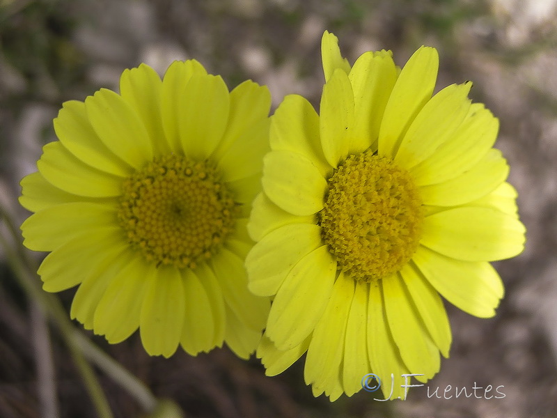 Leucanthemopsis pallida spathulifolia.08