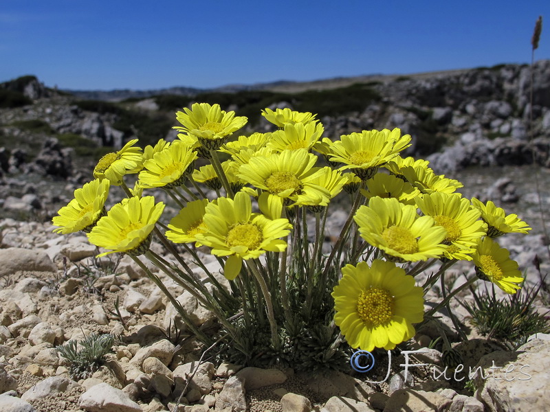 Leucanthemopsis pallida spathulifolia.12