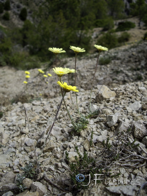Leucanthemopsis pallida spathulifolia.16