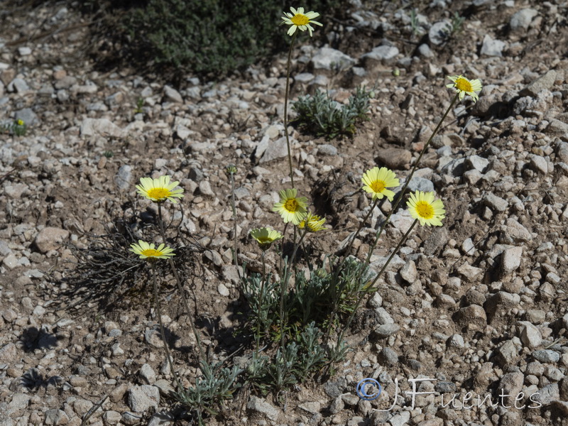 Leucanthemopsis pallida spathulifolia.02