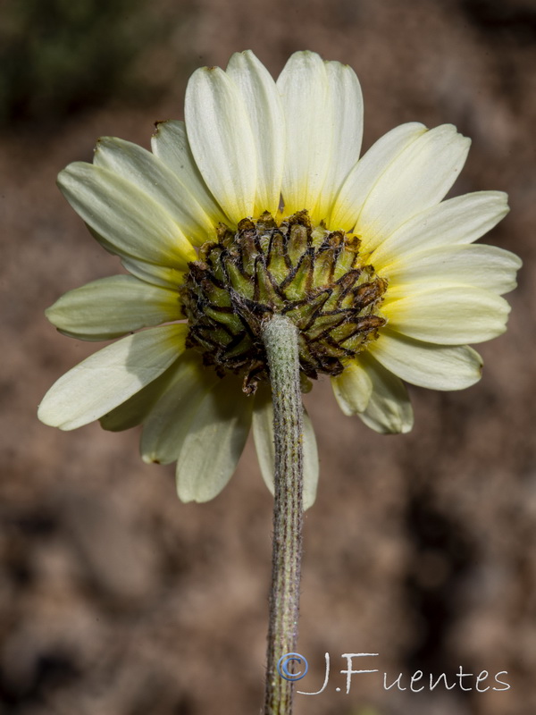 Leucanthemopsis spathulifolia.04