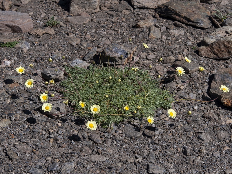 Leucanthemopsis pectinata.02