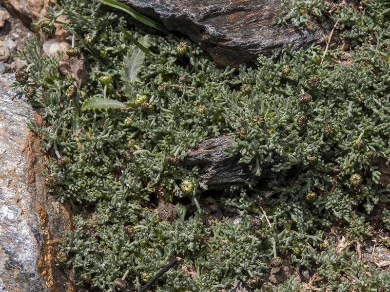 Leucanthemopsis pectinata.07