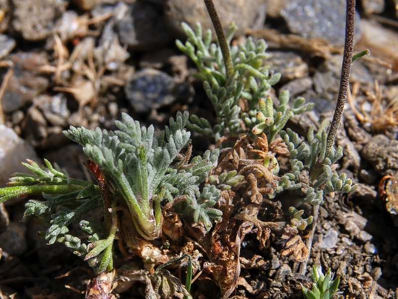 Leucanthemopsis pectinata.08
