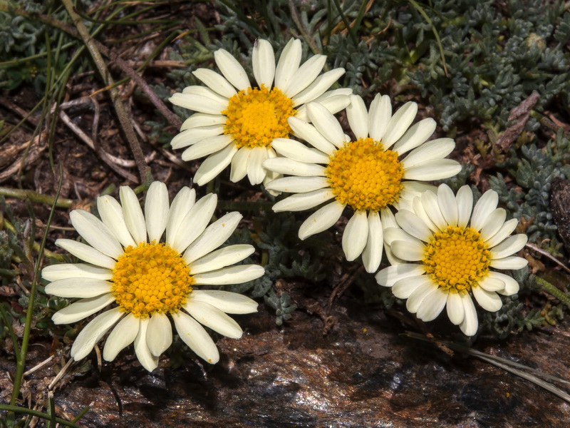 Leucanthemopsis pectinata.12