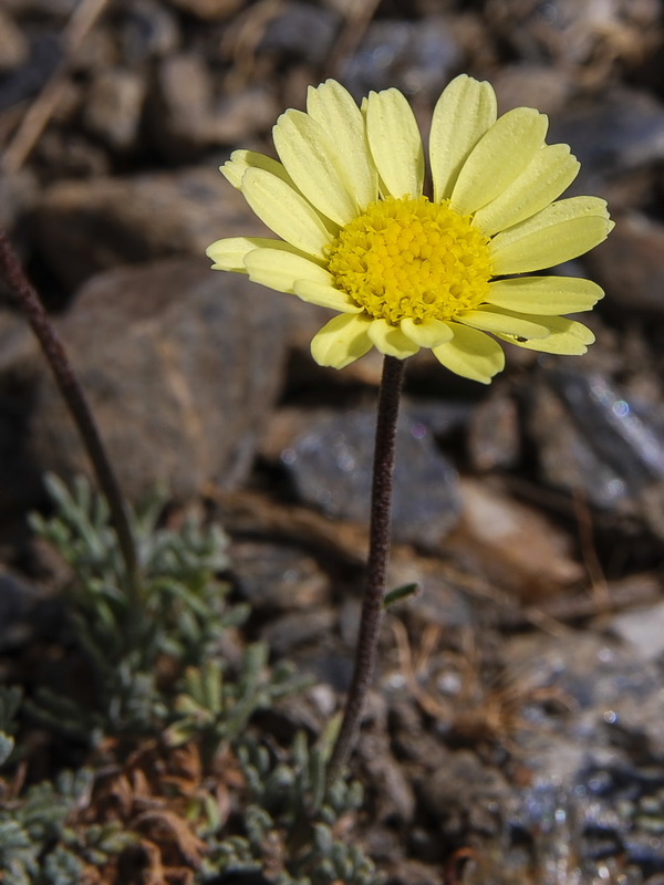 Leucanthemopsis pectinata.13