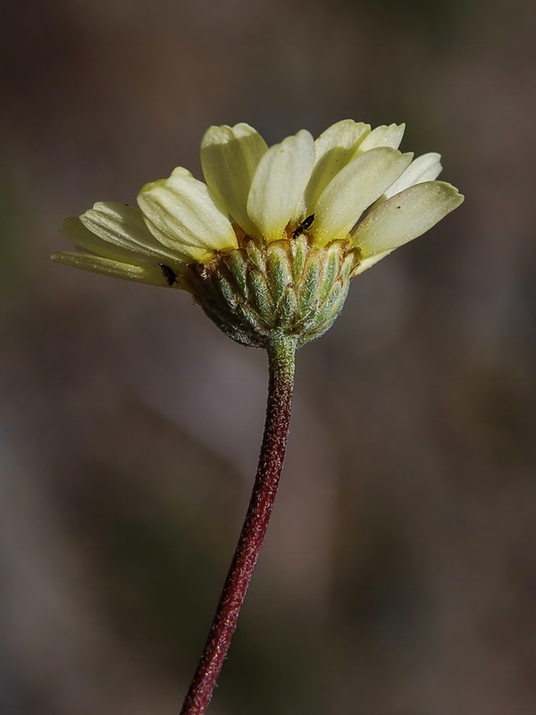 Leucanthemopsis pectinata.33