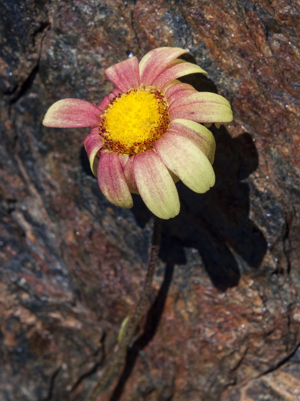 Leucanthemopsis pectinata.16