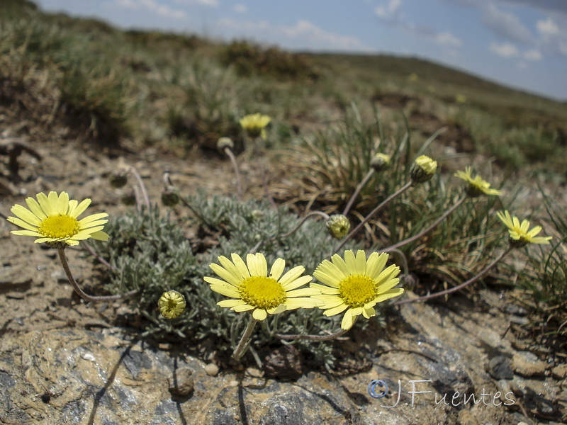Leucanthemopsis pectinata.20