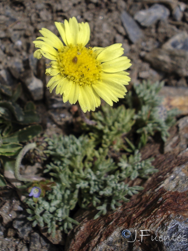 Leucanthemopsis pectinata.24