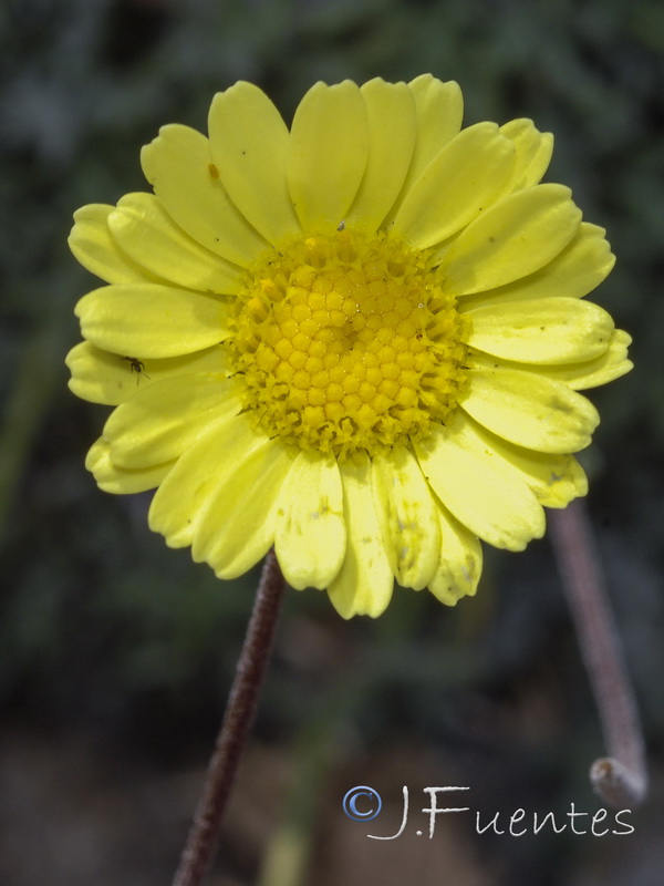 Leucanthemopsis pectinata.32
