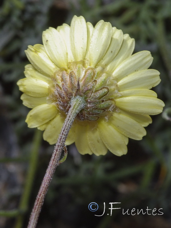 Leucanthemopsis pectinata.33