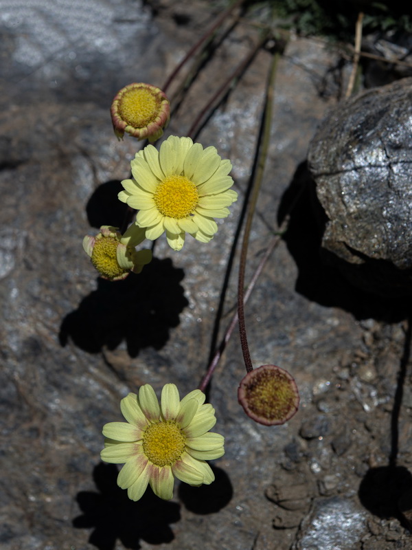 Leucanthemopsis pectinata.37